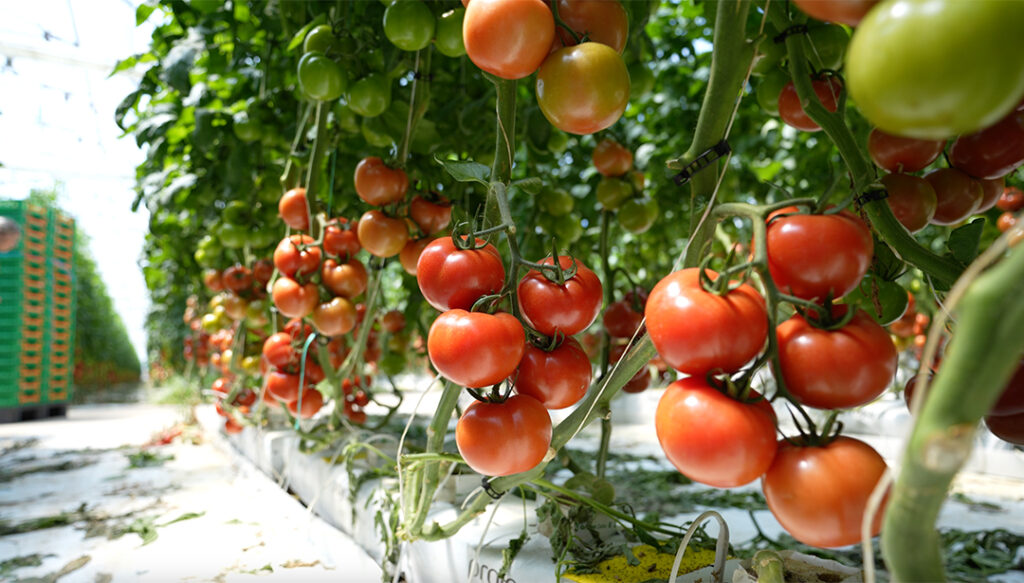 Frutas Patrícia Pilar reforça produção e inovação  na Campanha do Tomate