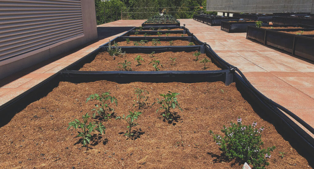 Porto Business School e Noocity unem-se para cultivar a maior horta urbana do país