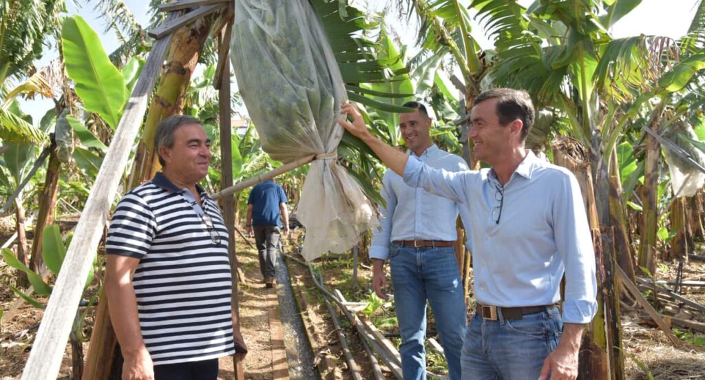Banana da Madeira lidera revolução sustentável com sacos reutilizáveis e aposta na qualidade do futuro