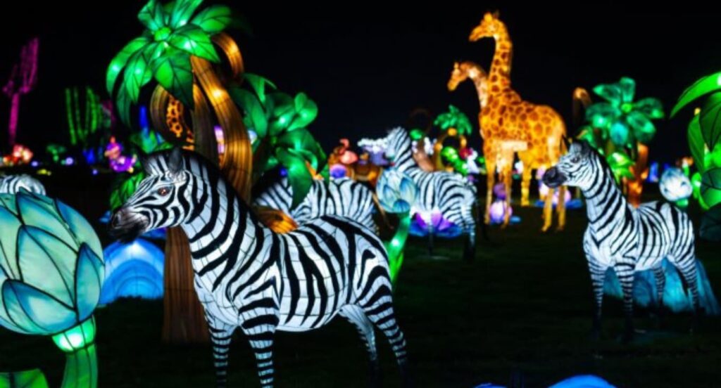 Black Weekend: este fim de semana a visita ao Zoo Santo Inácio e às Luzes Selvagens fica por metade do preço