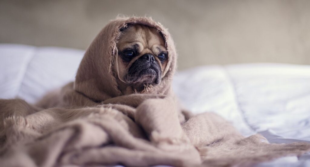 Não sabes o que fazer nos dias de frio e chuva?