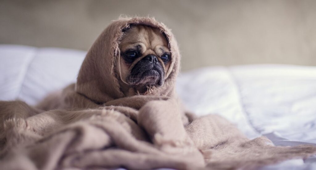 5 mitos mais comuns sobre o Sono