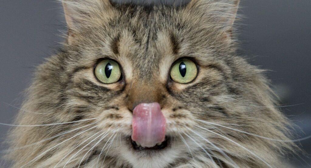 Sabes como manter o teu gato em boa forma?
