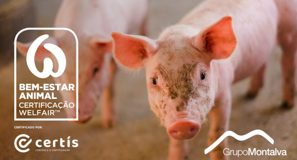 Grupo da marca Izidoro é o primeiro em Portugal a obter certificação de Bem-Estar Animal na produção suína