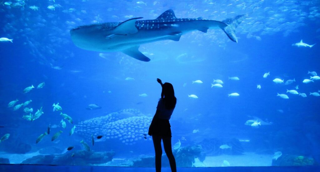 Queres visitar o Oceanário por apenas 7 euros?
