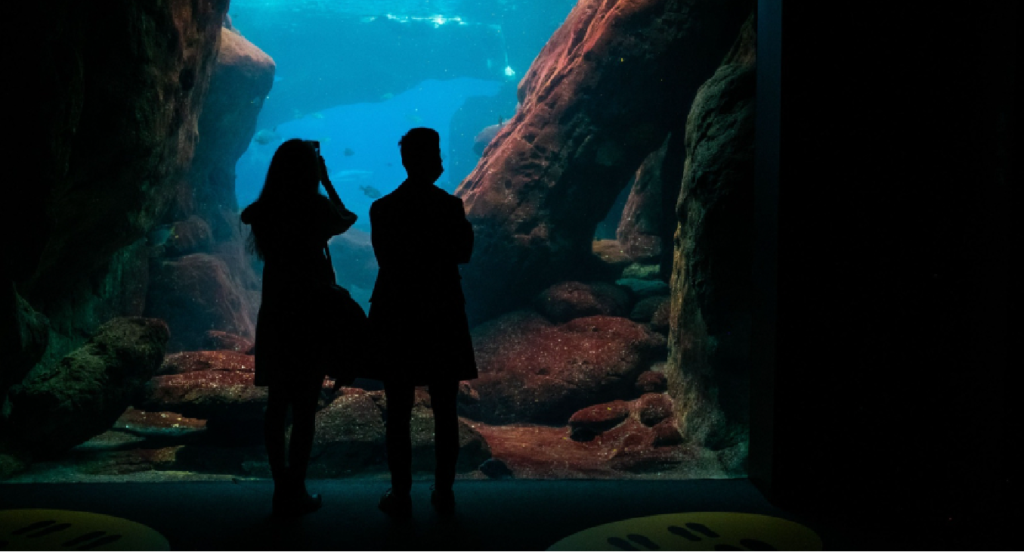 Oceanário de Lisboa lança bilhete para manhãs em família