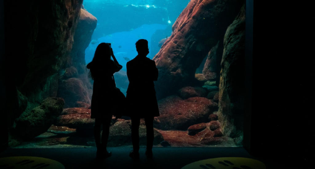 Quer conhecer os bastidores do Oceanário sem sair de casa?