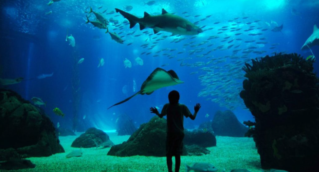 Há Happy Hour no Oceanário de Lisboa para maiores de 26