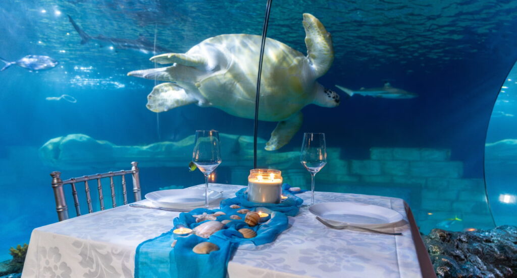 Um jantar mágico de São Valentim no universo subaquático do SEA LIFE Porto