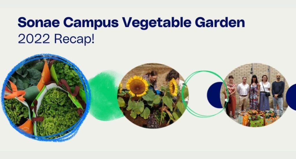 Sport Zone: Horta do Sonae Campus já doou 250 Kg de vegetais