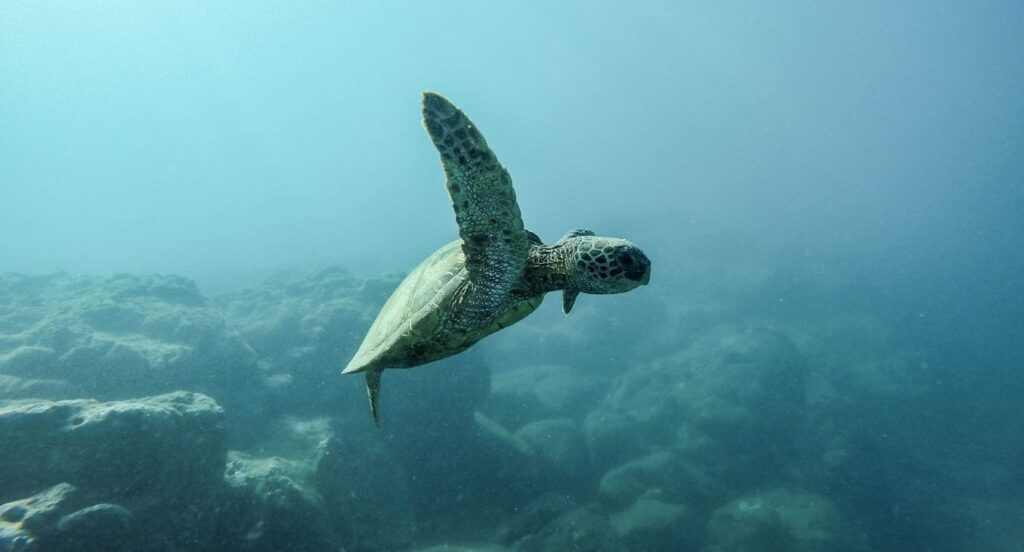 Ilha da MSC Cruzeiros já tem as primeiras crias tartarugas